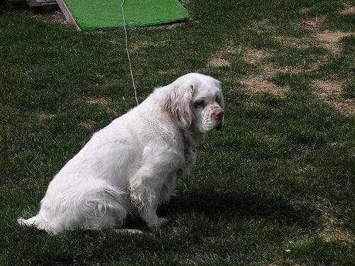 Clumber Spaniel