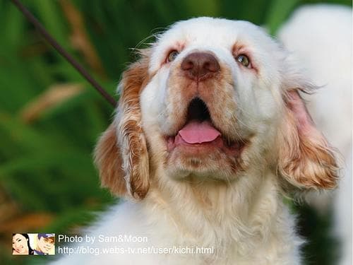 Clumber Spaniel