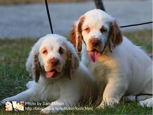 Clumber Spaniel