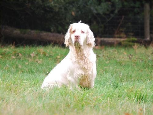 Clumber Spaniel
