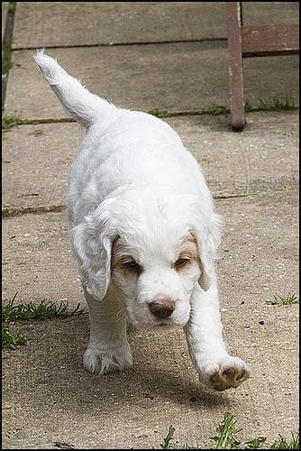 Clumber Spaniel