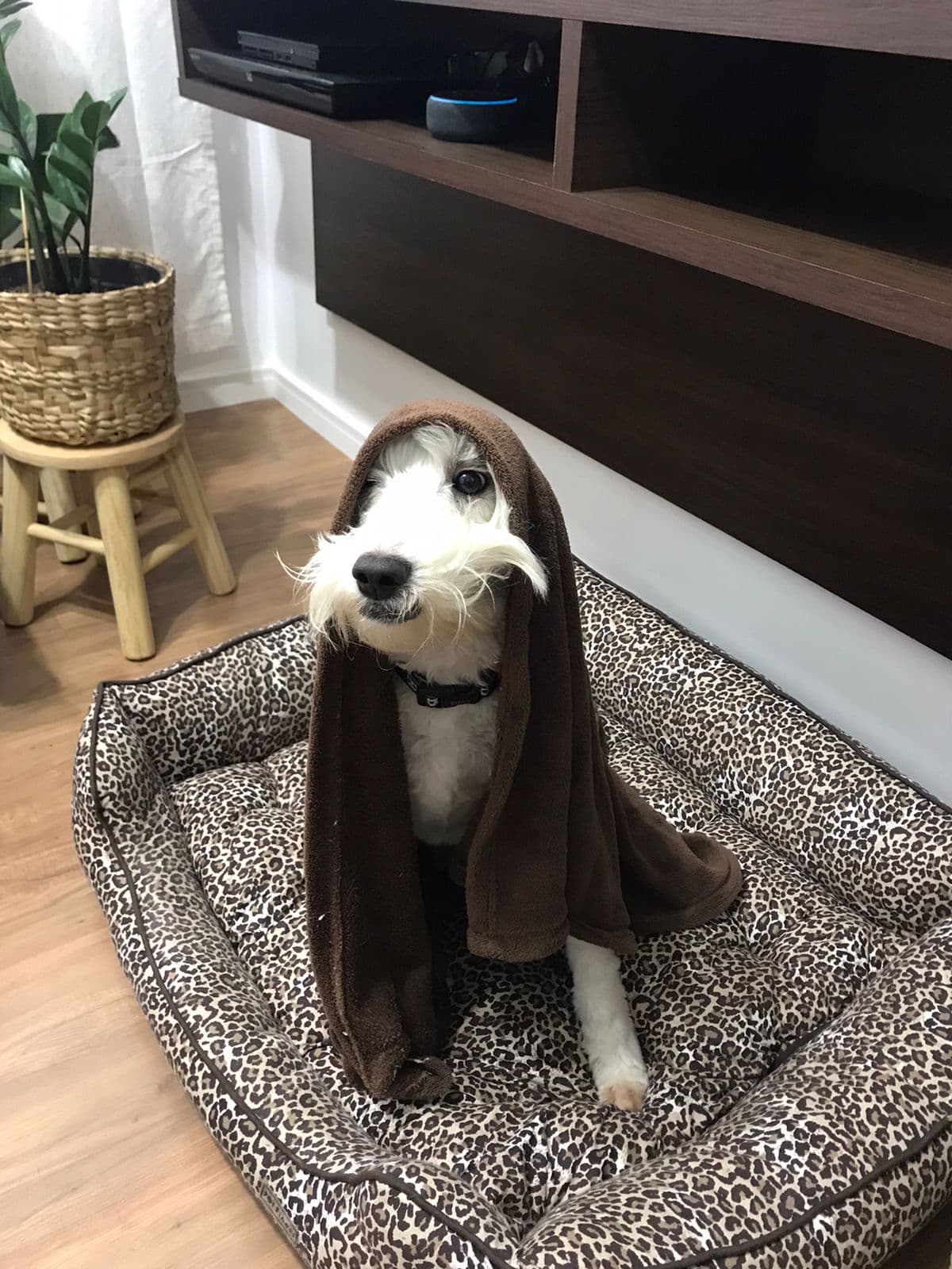 Cockapoo