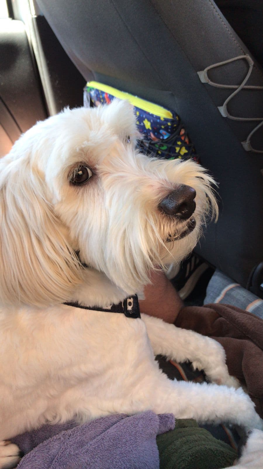 Cockapoo