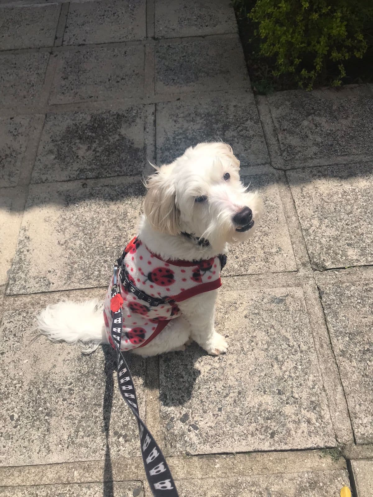 Cockapoo