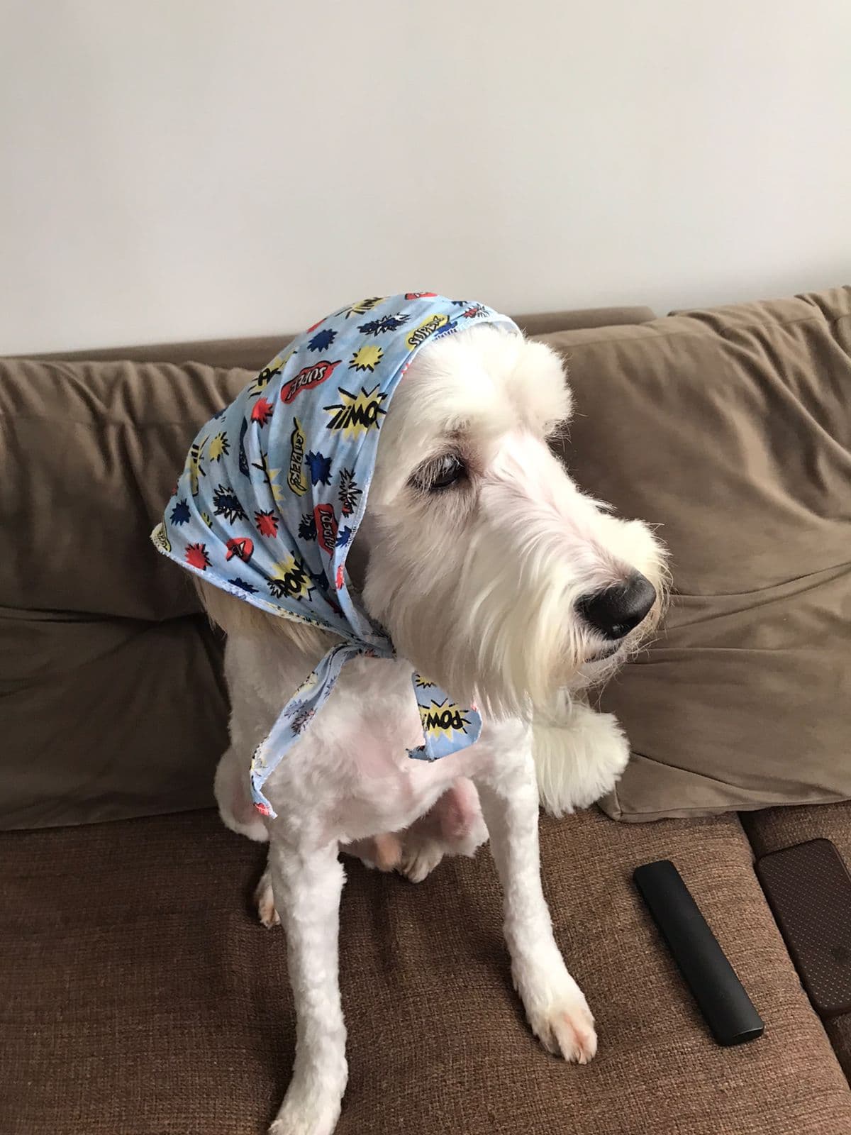 Cockapoo