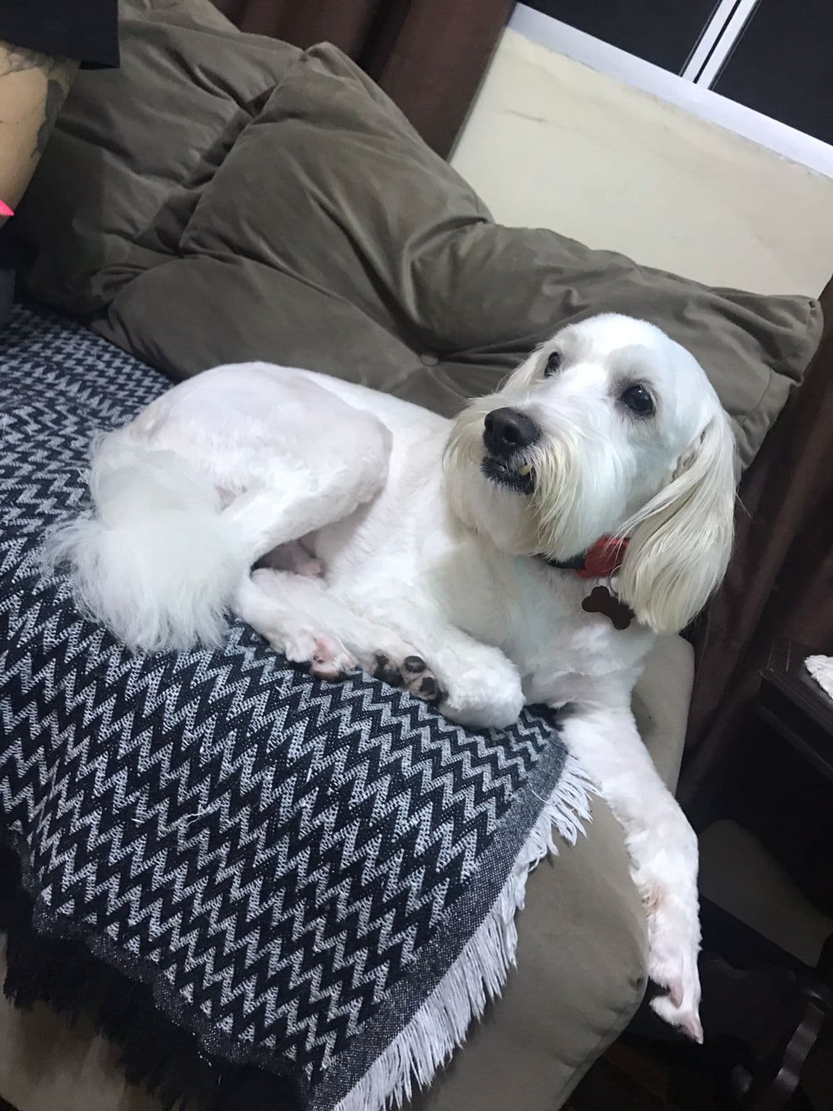 Cockapoo