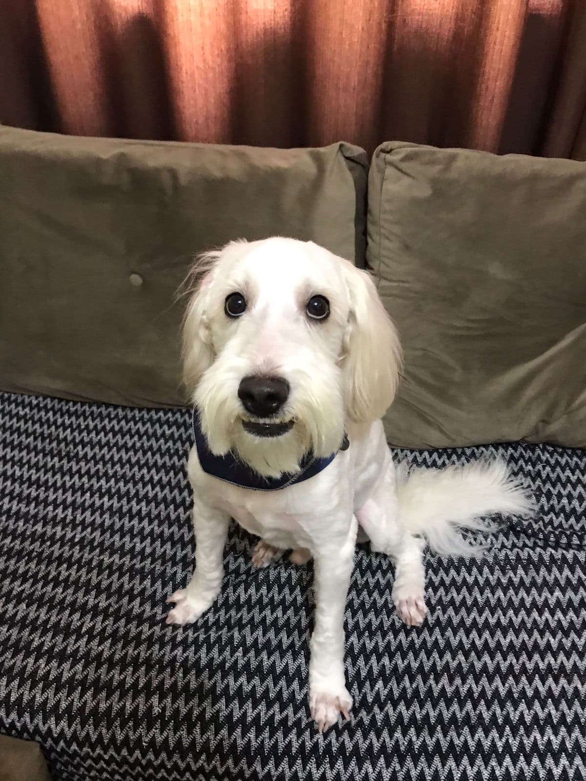 Cockapoo