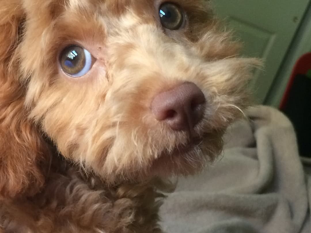 Cockapoo