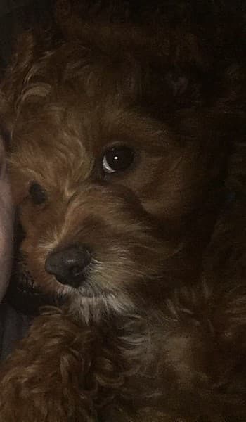 Cockapoo