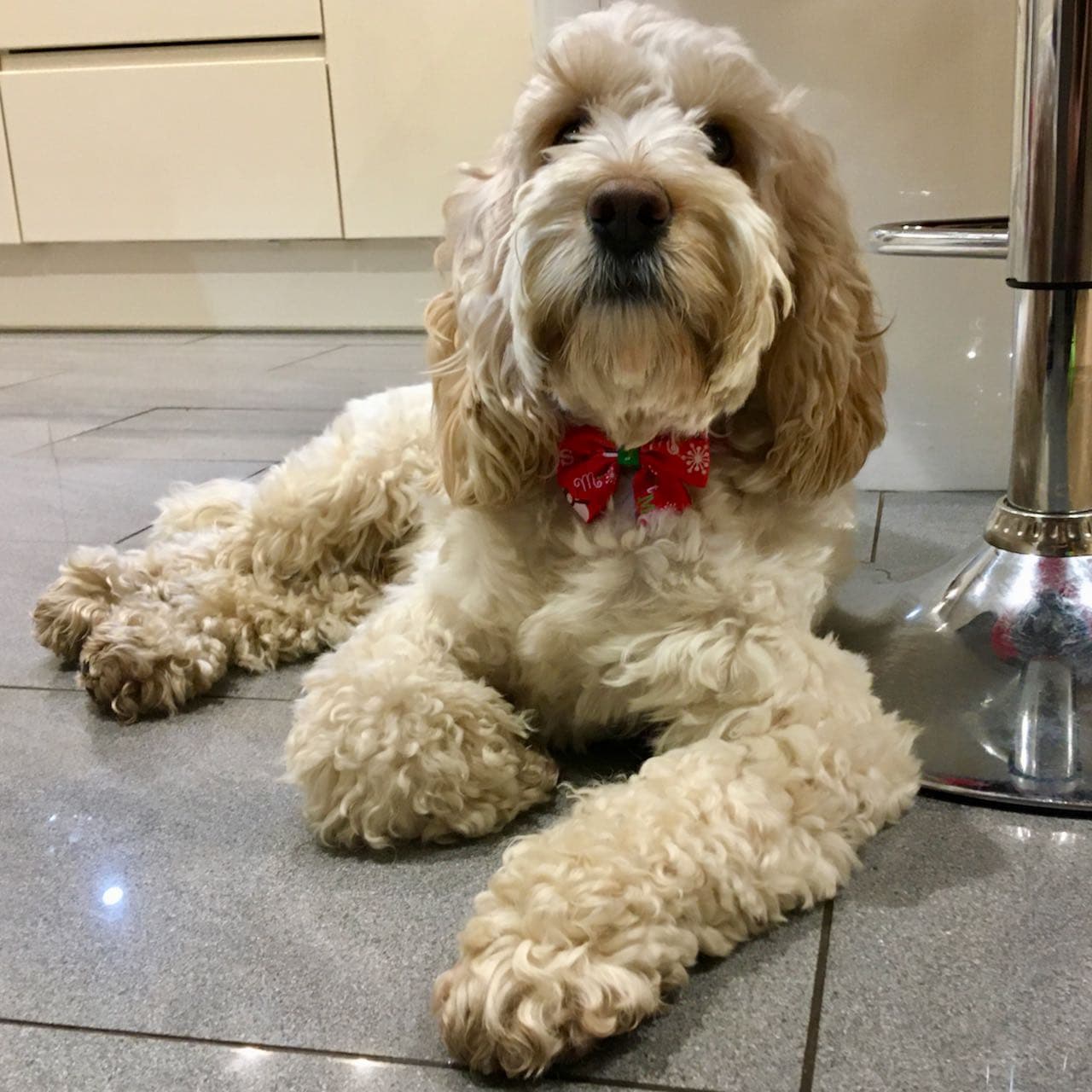 Cockapoo
