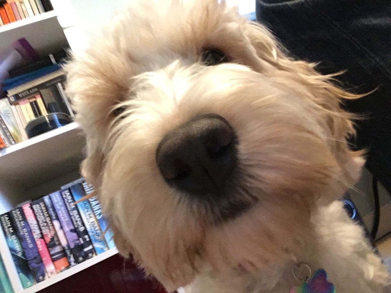 Cockapoo