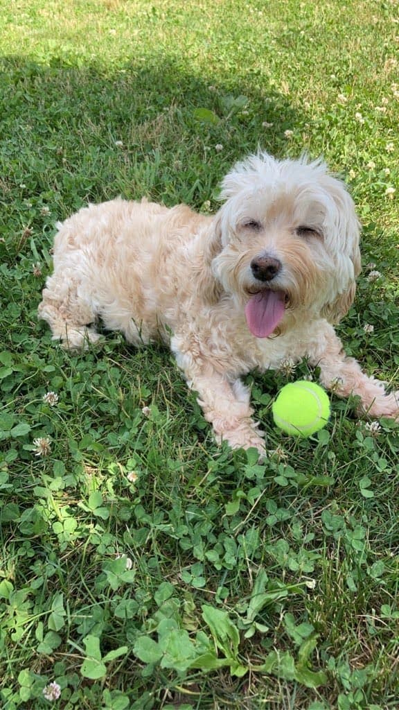 Cockapoo