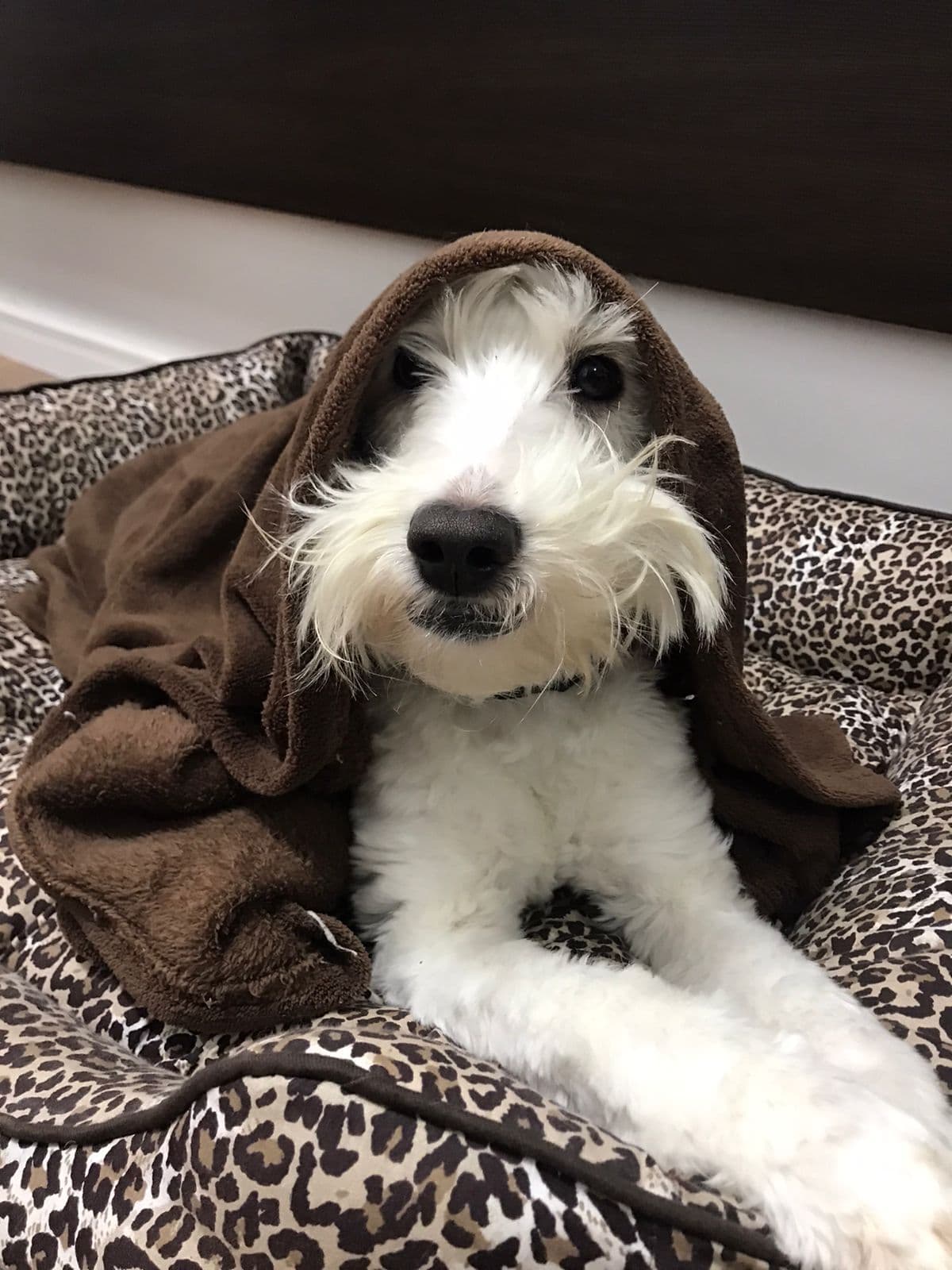 Cockapoo