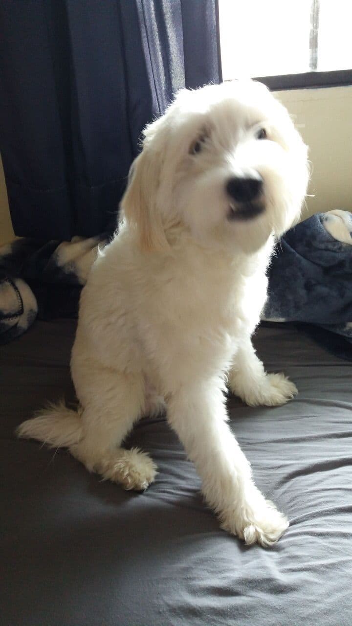 Cockapoo