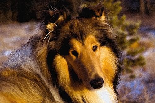 collie