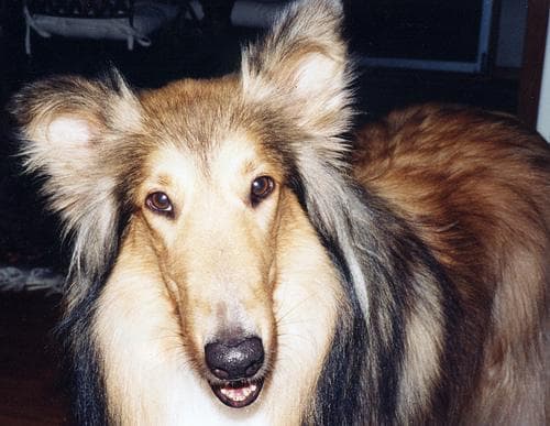 collie