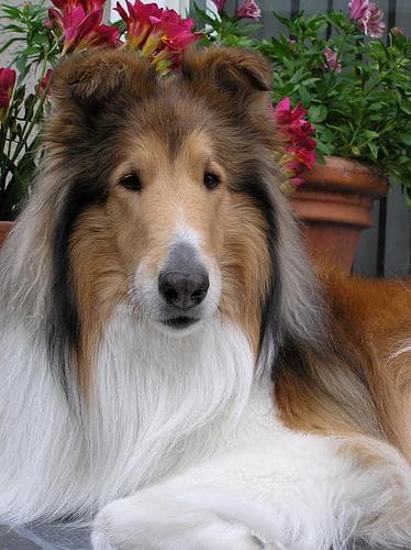 collie