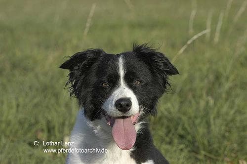 collie
