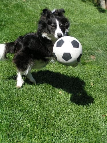 collie
