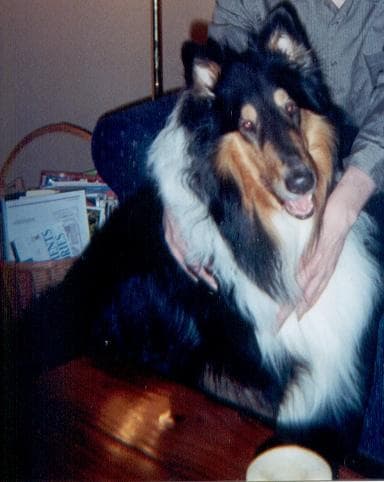 collie