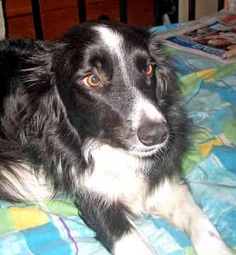 collie