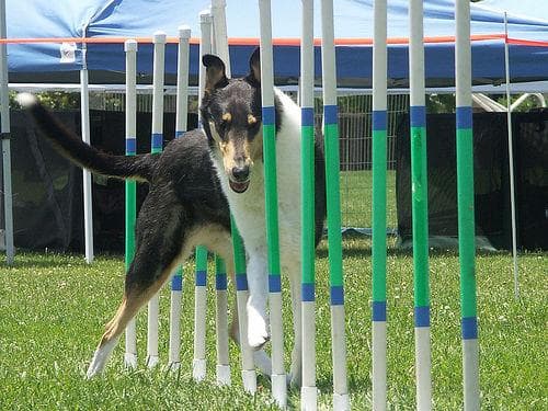 collie