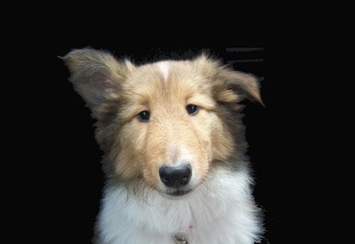collie