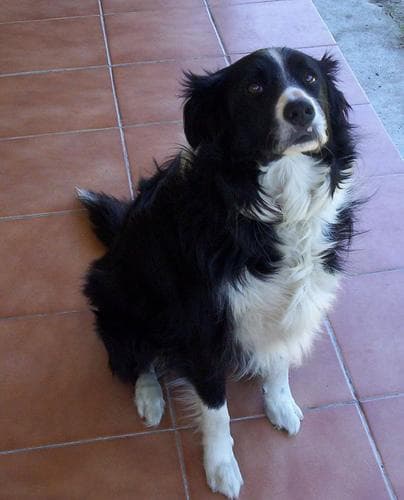 collie