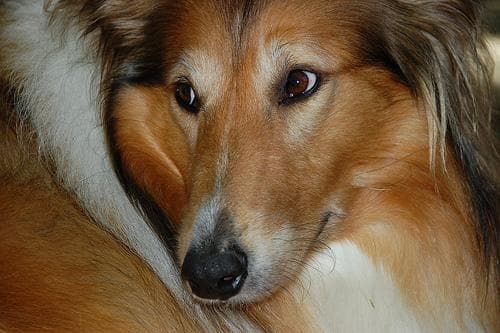 collie