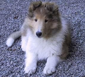 collie