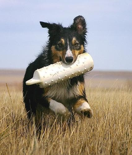 collie