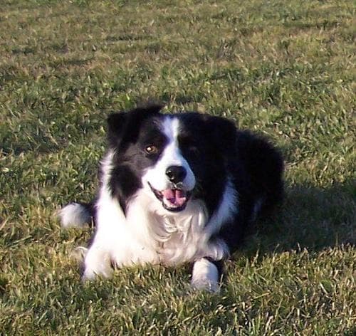 collie