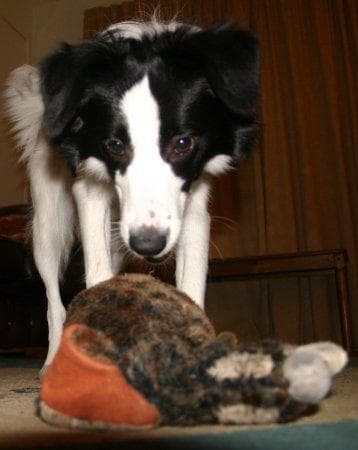 collie