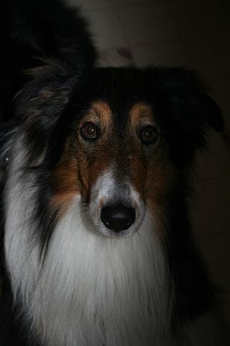 collie