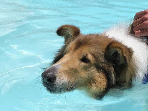 collie