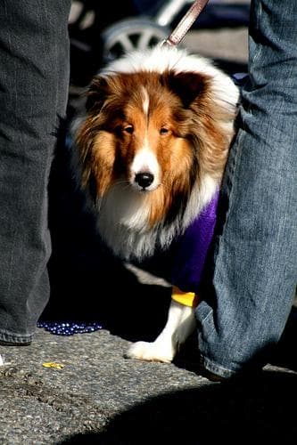 collie