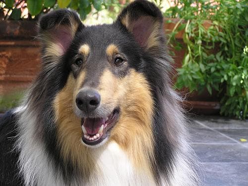 collie