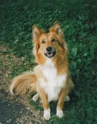 collie