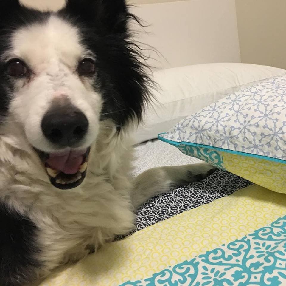 collie