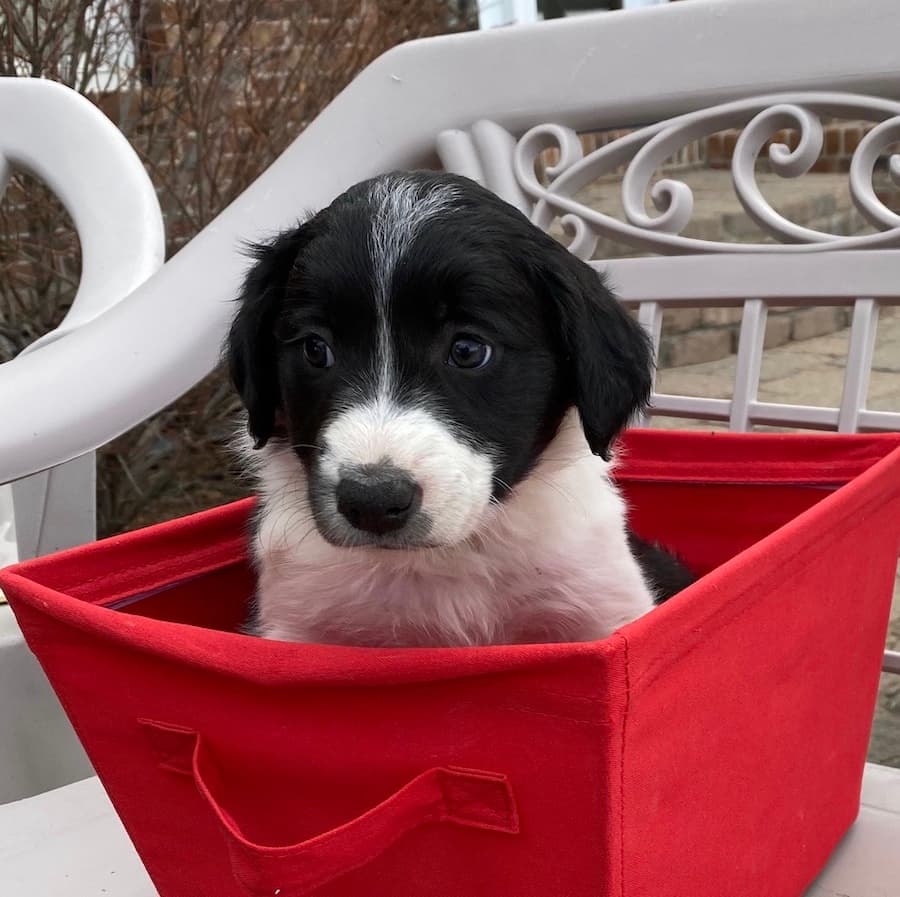 Border Collie