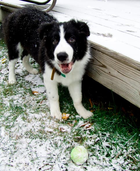 Border Collie