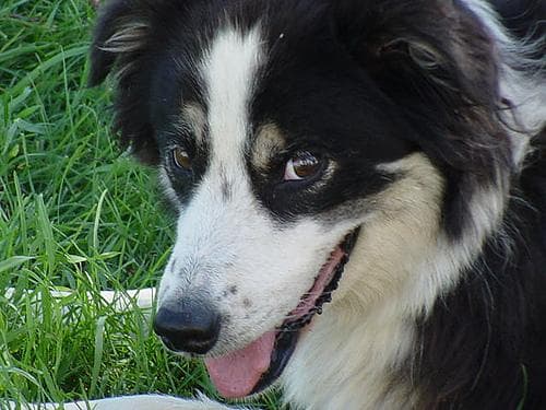 Border Collie