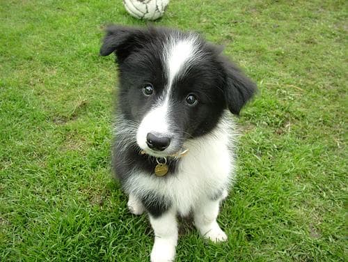 collie