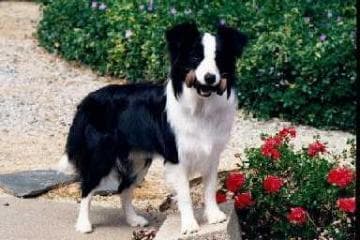 Border Collie
