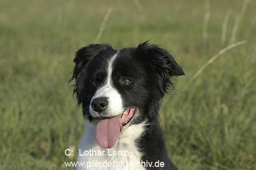 Border Collie