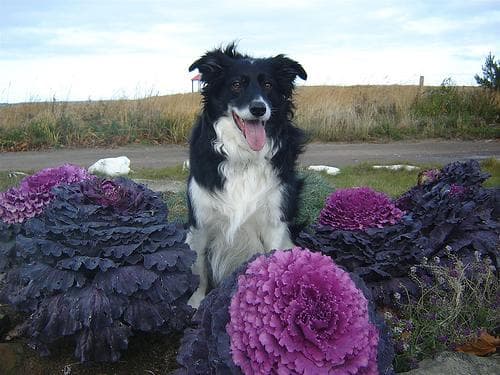 Border Collie