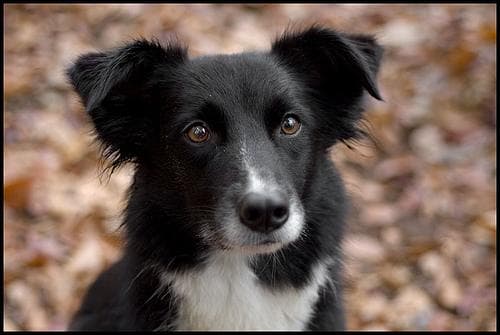 Border Collie