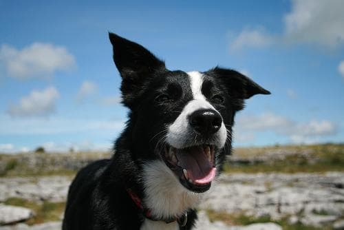 Border Collie