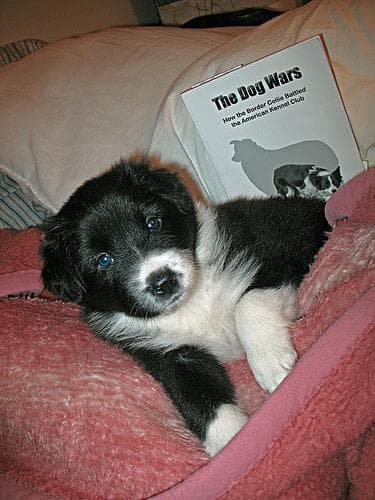 Border Collie