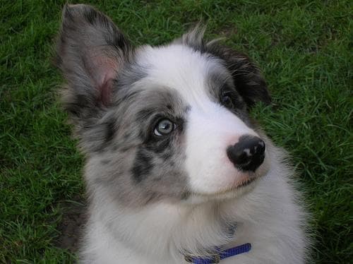 collie